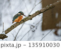 Kingfisher (Alcedo atthis) sitting 135910030