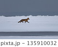 in winter red foxes search for dead or starving animals 135910032
