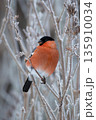 Eurasian bullfinch Pyrrhula pyrrhula sitting on a branch with soft light background 135910034