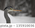 Grey heron (Ardea cinerea) head portrait 135910036