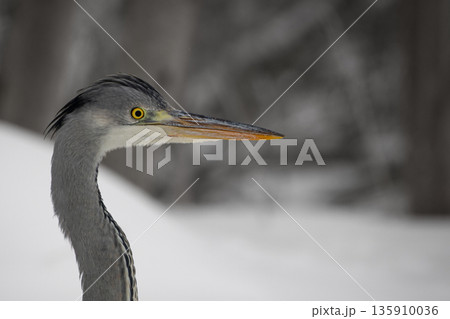 Grey heron (Ardea cinerea) head portrait Grey heron (Ardea cinerea) head portrait 135910036
