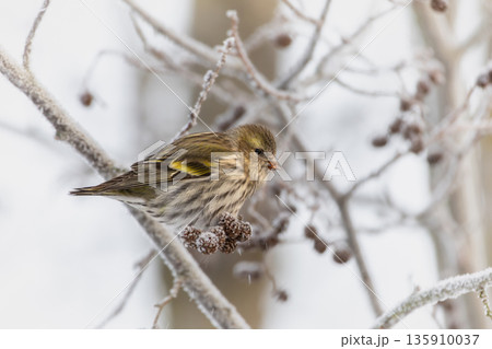 A Eurasian siskin sitting on a twig , sunny day in winter 135910037