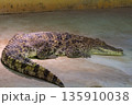 Cuban Crocodile (crocodylus rhombifer). Zoo photo 135910038