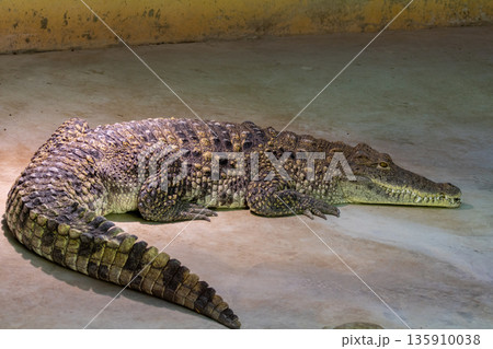Cuban Crocodile (crocodylus rhombifer). Zoo photo 135910038