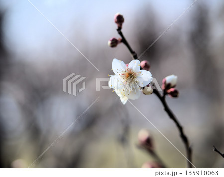 寒い1月に可愛らしく咲いた白い梅の花「冬至（トウジ）」 135910063