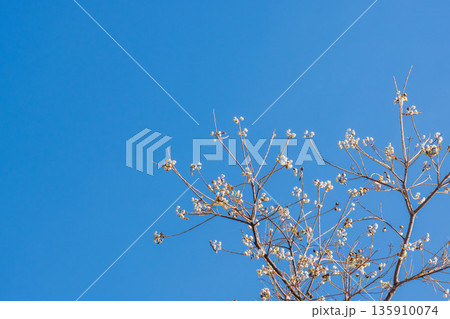 冬の青空とナンキンハゼの木の白い実07 135910074