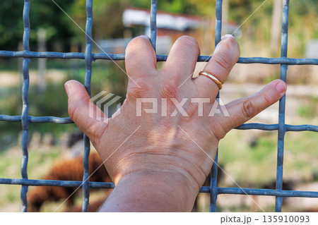 Human hand with  gold wedding ring gripping a wire fence, with a blurred rural background and farm animals behind the fence. 135910093