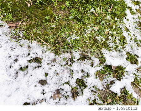 Grass Under Light Snow Cover. Green moss and small plants peeking through thin layer of fresh snow on ground. 135910112
