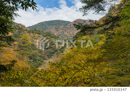 日本　広島県山県郡安芸太田町にある峡谷、三段峡の紅葉した木々 135910147