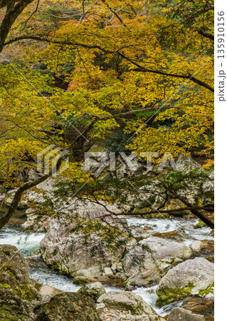 日本 広島県山県郡安芸太田町にある峡谷、三段峡の黒淵の川沿いの紅葉した木々 日本 広島県山県郡安芸太田町にある峡谷、三段峡の黒淵の川沿いの紅葉した木々 135910156