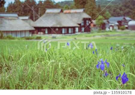 新潟　6月の荻ノ島環状集落 135910178