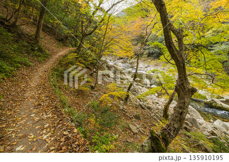 日本 広島県山県郡安芸太田町にある峡谷、三段峡の遊歩道沿いの紅葉した木々 日本 広島県山県郡安芸太田町にある峡谷、三段峡の遊歩道沿いの紅葉した木々 135910195