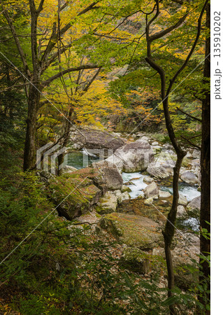 日本 広島県山県郡安芸太田町にある峡谷、三段峡の黒淵の川沿いの紅葉した木々 日本 広島県山県郡安芸太田町にある峡谷、三段峡の黒淵の川沿いの紅葉した木々 135910202