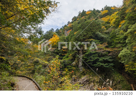 日本 広島県山県郡安芸太田町にある峡谷、三段峡の川沿いの紅葉した木々 日本 広島県山県郡安芸太田町にある峡谷、三段峡の川沿いの紅葉した木々 135910210