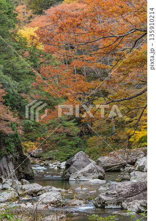 日本 広島県山県郡安芸太田町にある峡谷、三段峡の川沿いの紅葉した木々 日本 広島県山県郡安芸太田町にある峡谷、三段峡の川沿いの紅葉した木々 135910214