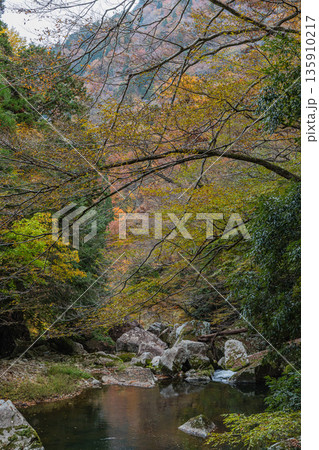 日本　広島県山県郡安芸太田町にある峡谷、三段峡の水梨口から三段滝までの川沿いの紅葉 135910217
