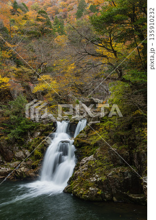 日本　広島県山県郡安芸太田町にある峡谷、三段峡の三段滝と紅葉した木々 135910232