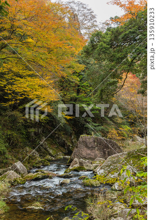 日本　広島県山県郡安芸太田町にある峡谷、三段峡の水梨口から三段滝までの川沿いの紅葉 135910233