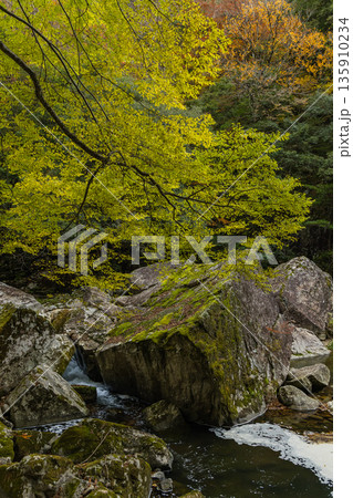 日本　広島県山県郡安芸太田町にある峡谷、三段峡の水梨口から三段滝までの川沿いの紅葉 135910234