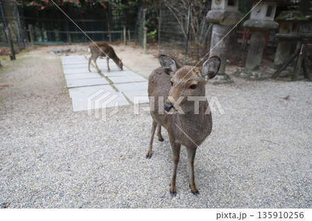 春日大社　奈良県　奈良市 春日野町 135910256