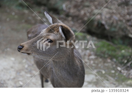 春日大社 奈良県 奈良市 春日野町 春日大社 奈良県 奈良市 春日野町 135910324