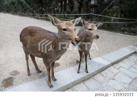 春日大社　奈良県　奈良市 春日野町 135910335