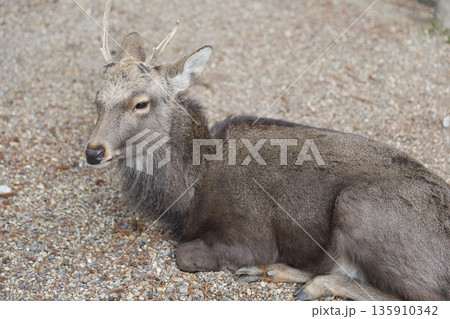 春日大社　奈良県　奈良市 春日野町 135910342