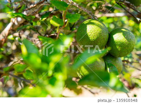 大分県産かぼす 135910348
