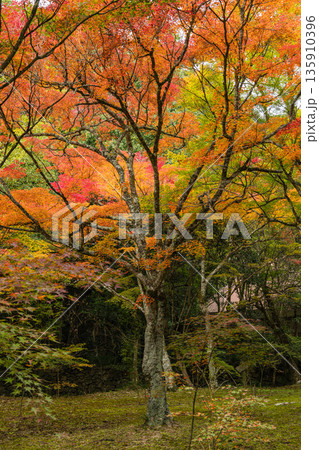 日本　広島県三原市高坂町にある佛通寺の紅葉した木々 135910396