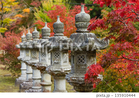 日本 広島県三原市高坂町にある佛通寺の紅葉した木々と灯籠 日本 広島県三原市高坂町にある佛通寺の紅葉した木々と灯籠 135910444