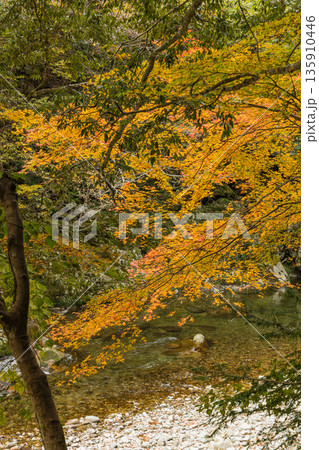 日本 広島県山県郡安芸太田町にある峡谷、三段峡の川沿いの岩壁と紅葉した木々 日本 広島県山県郡安芸太田町にある峡谷、三段峡の川沿いの岩壁と紅葉した木々 135910446