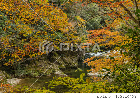 日本 広島県山県郡安芸太田町にある峡谷、三段峡の川沿いの紅葉した木々 日本 広島県山県郡安芸太田町にある峡谷、三段峡の川沿いの紅葉した木々 135910458