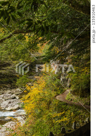 日本　広島県山県郡安芸太田町にある峡谷、三段峡の川沿いの紅葉した木々 135910463