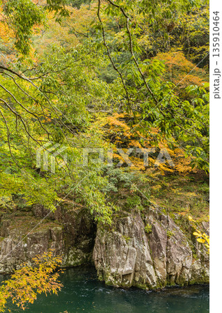 日本　広島県山県郡安芸太田町にある峡谷、三段峡の女夫淵の紅葉した木々 135910464
