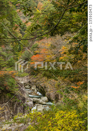 日本 広島県山県郡安芸太田町にある峡谷、三段峡の川沿いの紅葉した木々 日本 広島県山県郡安芸太田町にある峡谷、三段峡の川沿いの紅葉した木々 135910473