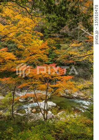 日本 広島県山県郡安芸太田町にある峡谷、三段峡の川沿いの紅葉した木々 日本 広島県山県郡安芸太田町にある峡谷、三段峡の川沿いの紅葉した木々 135910478