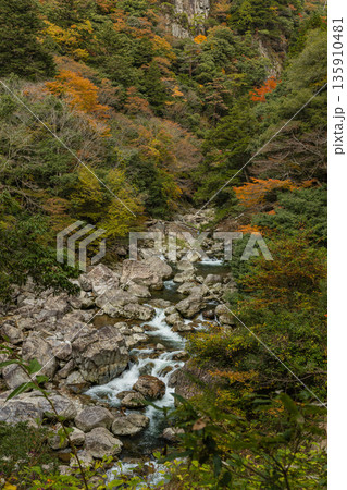日本 広島県山県郡安芸太田町にある峡谷、三段峡の川沿いの紅葉した木々 日本 広島県山県郡安芸太田町にある峡谷、三段峡の川沿いの紅葉した木々 135910481