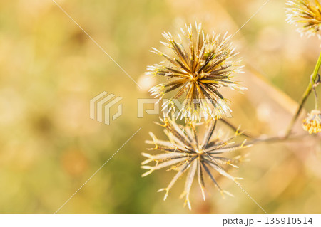 冬の野原　コセンダングサの種子01 135910514