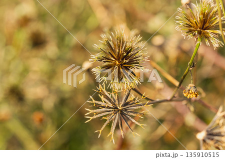 冬の野原　コセンダングサの種子03 135910515