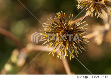 冬の野原　コセンダングサの種子04 135910516