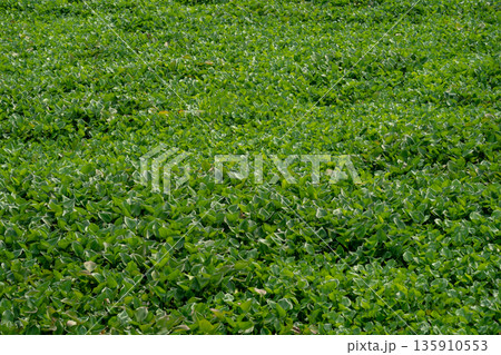 The Water Hyacinth is covering all the river and obstructing water flow. That is the one of water pollution. The Water Hyacinth is covering all the river and obstructing water flow. That is the one of water pollution. 135910553