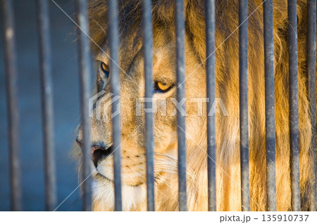 Big Lion at the Zoo 135910737