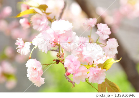 桜 紅玉錦 桜 紅玉錦 135910946
