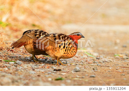 コジュケイ 135911204