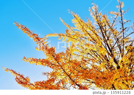 紅葉した黄色の姿が美しい伊藤博文公記念公園のイチョウの大木 紅葉した黄色の姿が美しい伊藤博文公記念公園のイチョウの大木 135911228