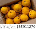 日本の新鮮な産地直送箱入りはっさく 135911270