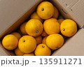 日本の新鮮な産地直送箱入りはっさく 135911271