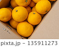 日本の新鮮な産地直送箱入りはっさく 135911273