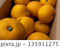 日本の新鮮な産地直送箱入りはっさく 135911275