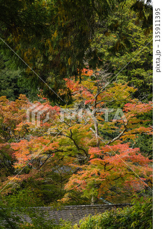 日本　広島県三原市高坂町にある佛通寺の紅葉した木々 135911395